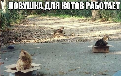 Чуток картинок