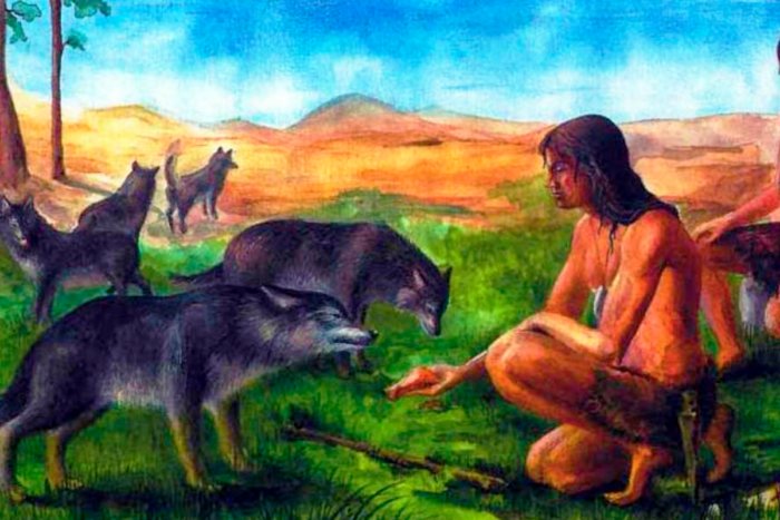 Почему собаки так сильно различаются внутри своего вида по сравнению с другими животными?