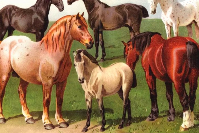 Почему собаки так сильно различаются внутри своего вида по сравнению с другими животными?