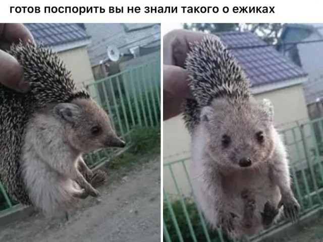 Смешные картинки вечер 10 июня 2020