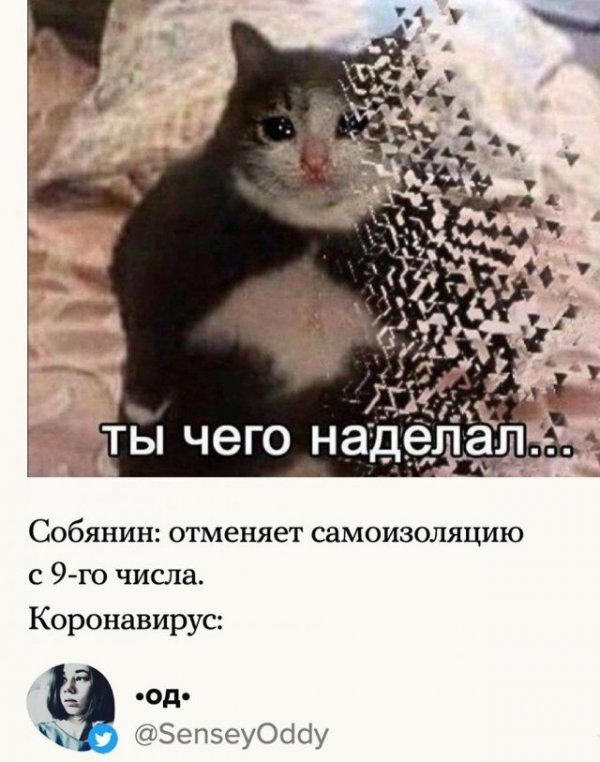 Сергей Собянин отменил карантин и победил коронавирус: лучшие мемы