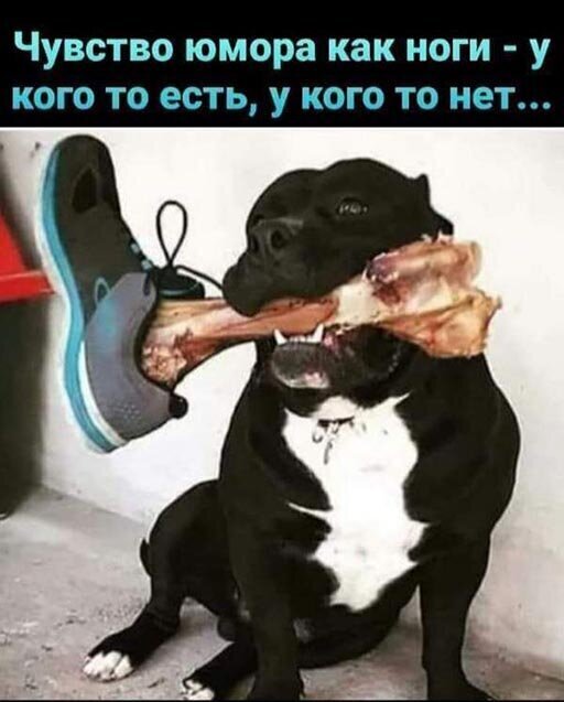 Прикольные и смешные картинки