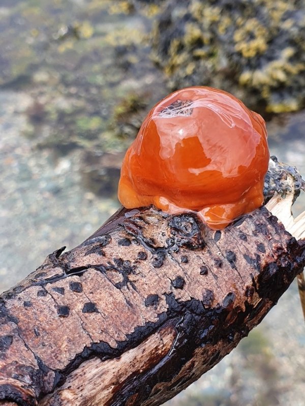 Морской анемон Actinia schmidt