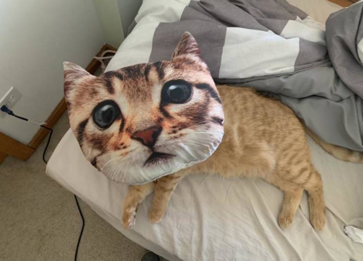 Смешные фото вечер 19 июня 2020