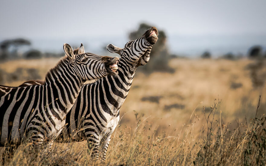 Танвир Али / Comedy Wildlife Photo Awards 2020