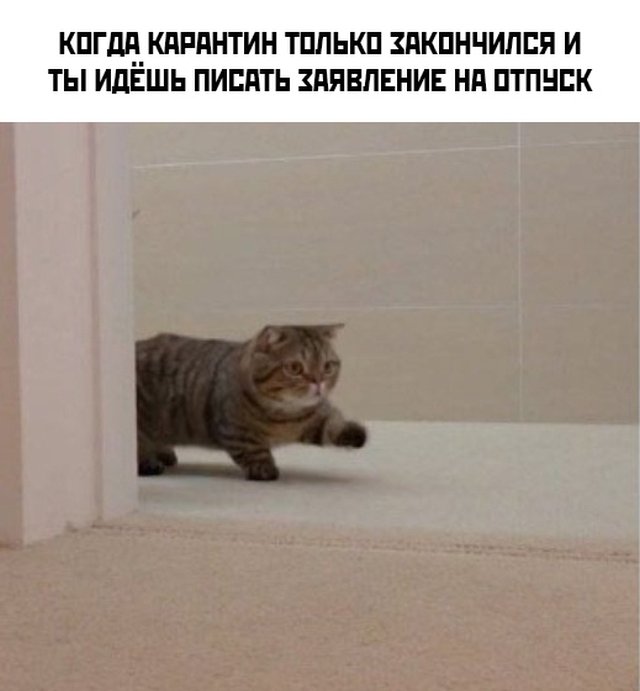 Смешные фото вечер 24 июня 2020