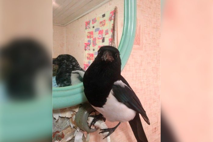 Правда ли что сороки любят блестящие предметы? Правда ли что сороки любят блестящие предметы?