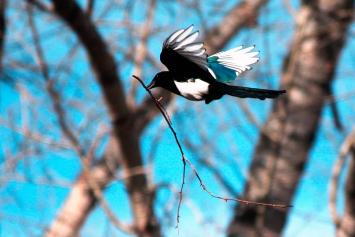 Правда ли что сороки любят блестящие предметы? Правда ли что сороки любят блестящие предметы?