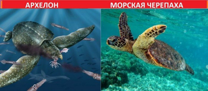 Как выглядят сегодня современники динозавров? Как выглядят сегодня современники динозавров?