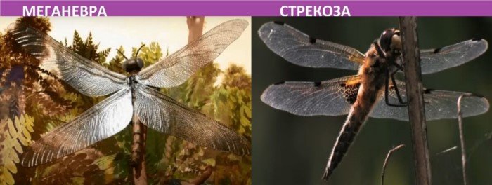 Как выглядят сегодня современники динозавров? Как выглядят сегодня современники динозавров?