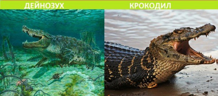 Как выглядят сегодня современники динозавров? Как выглядят сегодня современники динозавров?