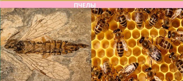 Как выглядят сегодня современники динозавров? Как выглядят сегодня современники динозавров?