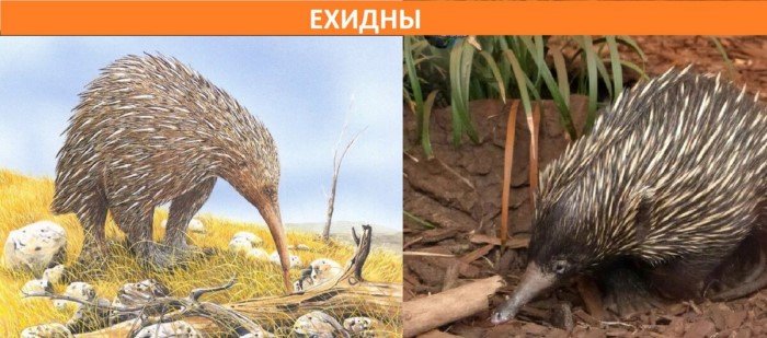 Как выглядят сегодня современники динозавров? Как выглядят сегодня современники динозавров?
