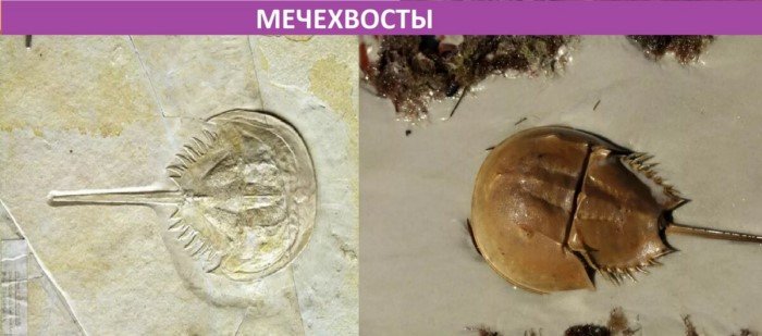 Как выглядят сегодня современники динозавров? Как выглядят сегодня современники динозавров?