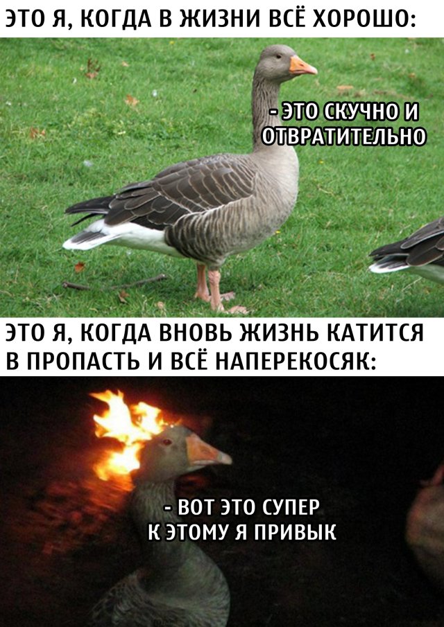 Смешные фото вечер 30 июня 2020