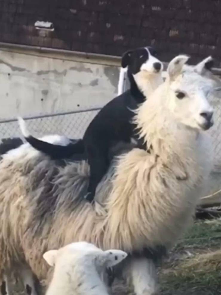 Смешные фото вечер 30 июня 2020