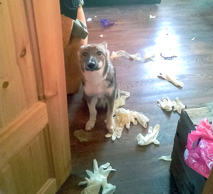 18 пушистых разбойников, которых поймали на горячем, а им хоть бы хны