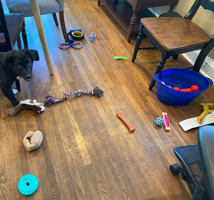 18 пушистых разбойников, которых поймали на горячем, а им хоть бы хны