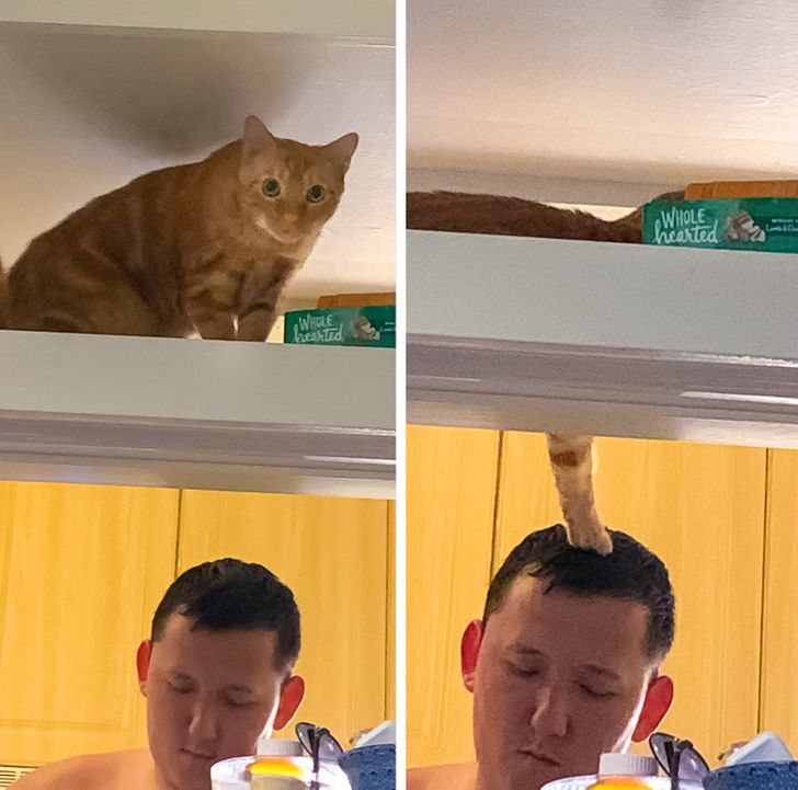 18 пушистых разбойников, которых поймали на горячем, а им хоть бы хны