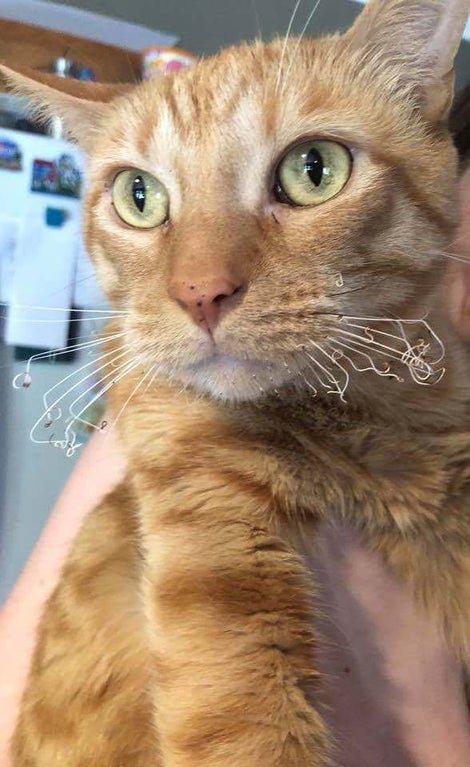 Животные, которые поняли значение слова "провал"