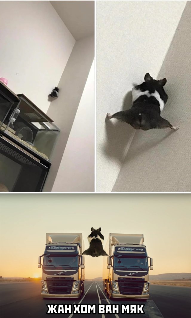 Смешные картинки 10 июля 2020