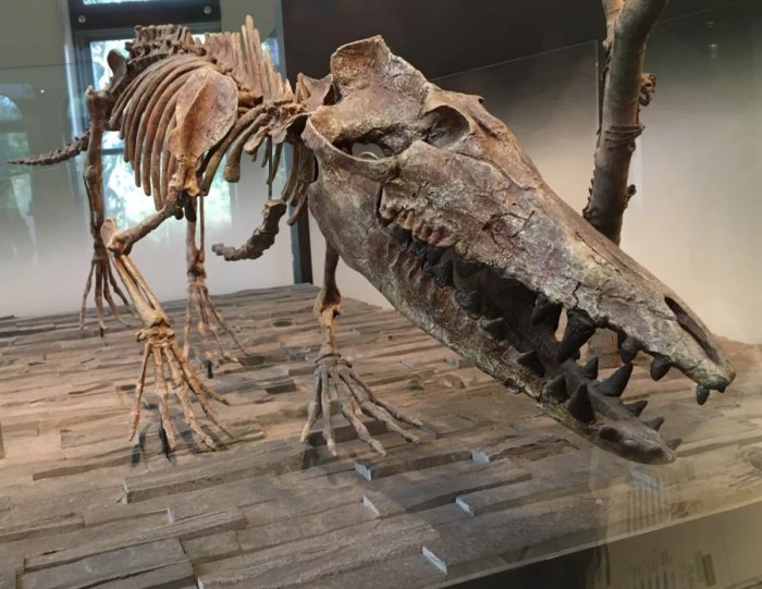 Амбулоцет: Тучные пентюхи. Предки китов, как нелепое недразумение