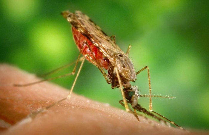 Какое животное самое страшное на Земле? Какое животное самое страшное на Земле?