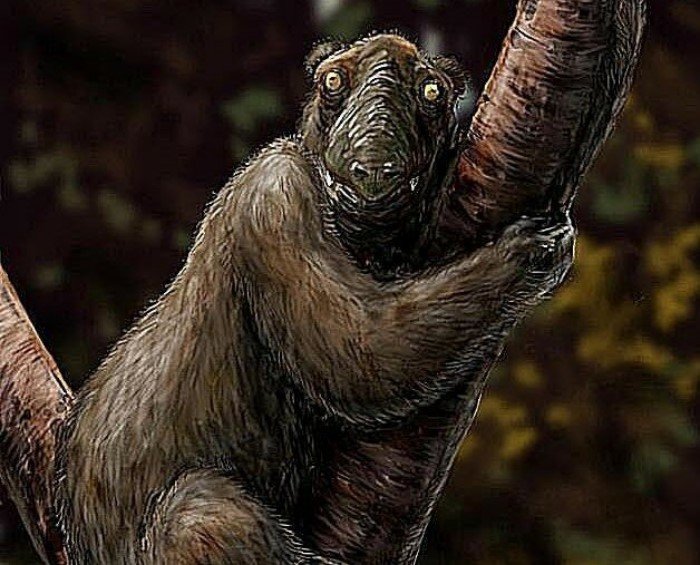 Мегаладапис: 50% челюстей и 1% мозга. Ленивый лемур, который умер из-за своей глупости