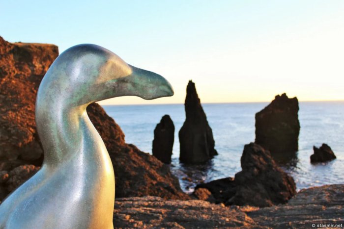 Бескрылая гагарка: «Пингвины» жили на Северном полюсе. Но потом пришёл человек