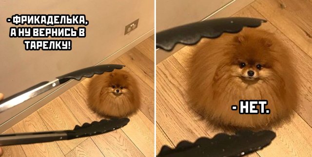 Смешные картинки 24 июля 2020