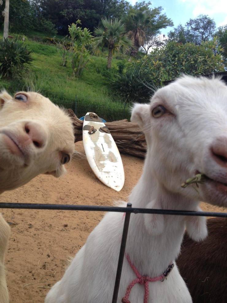 Смешные фото вечер 27 июля 2020