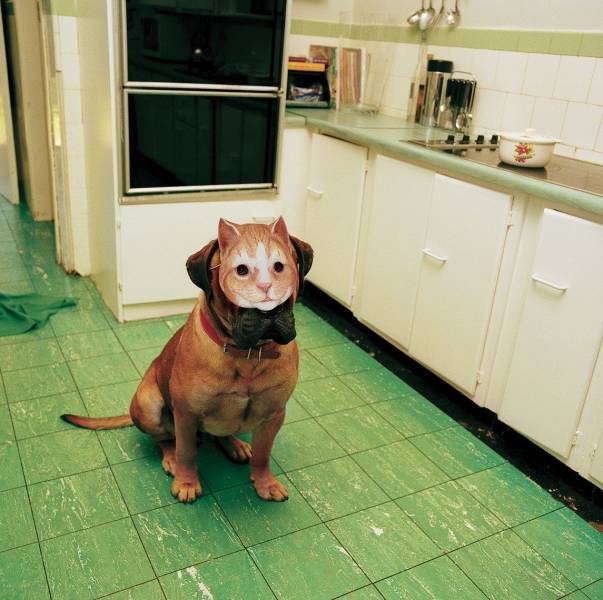 Смешные картинки вечер 30 июля 2020