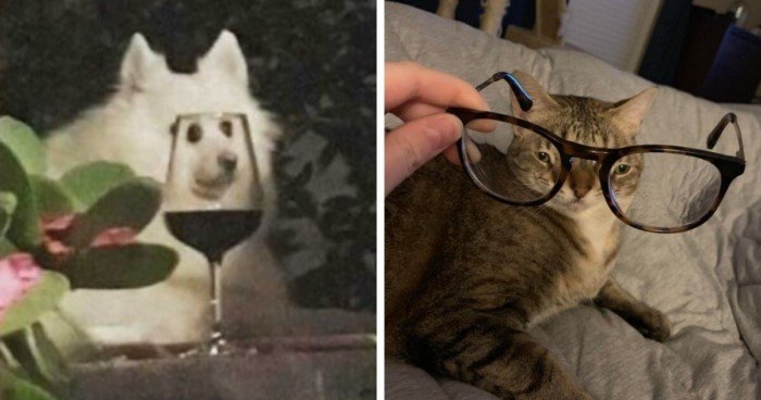 Что будет, если посмотреть на животных через стеклянные предметы