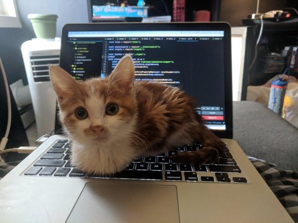 Коты, над которыми не властны законы физики