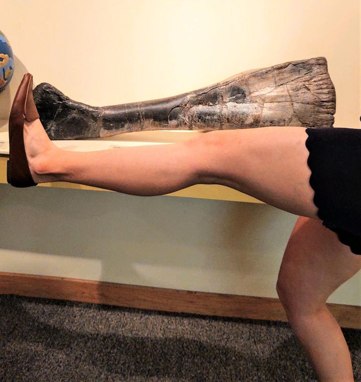 15+ вещей и животных, от реального размера которых глаза на лоб полезут