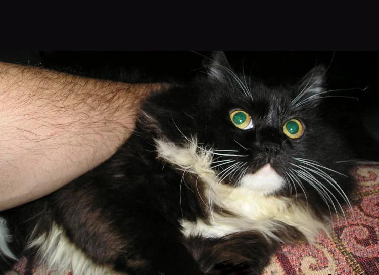 Почему нельзя брать животных за шкирку?