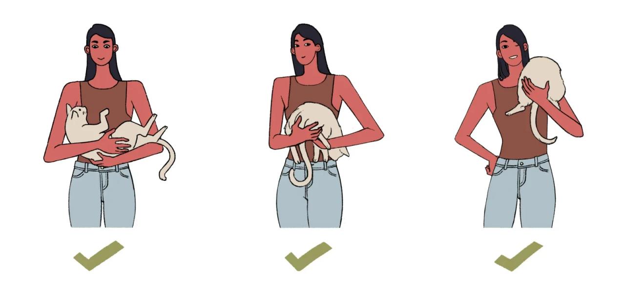 Почему нельзя брать животных за шкирку?