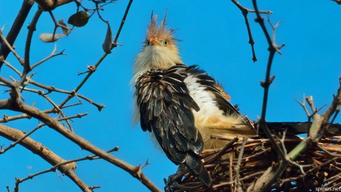 Гуира: Бесноватая ЯЖЕМАТЬ от мира птиц, устраивающая массовый геноцид во имя своих деточек