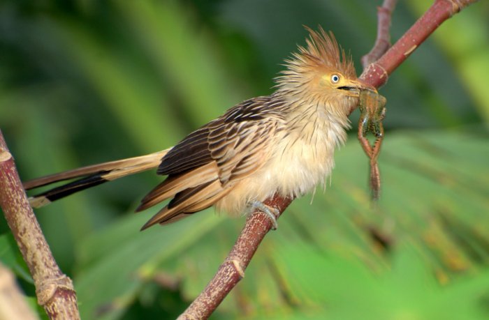 Гуира: Бесноватая ЯЖЕМАТЬ от мира птиц, устраивающая массовый геноцид во имя своих деточек