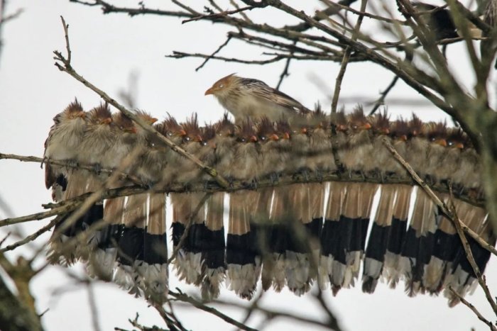 Гуира: Бесноватая ЯЖЕМАТЬ от мира птиц, устраивающая массовый геноцид во имя своих деточек