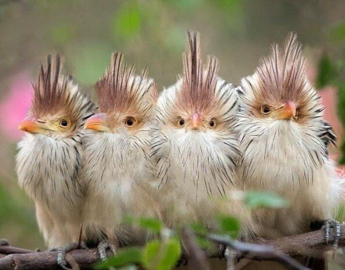 Гуира: Бесноватая ЯЖЕМАТЬ от мира птиц, устраивающая массовый геноцид во имя своих деточек