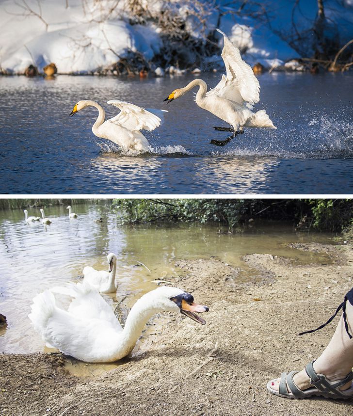 14 представителей животного мира, которые только притворяются лапочками