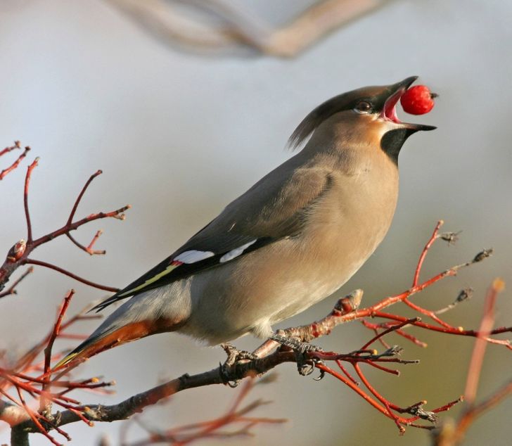 14 представителей животного мира, которые только притворяются лапочками