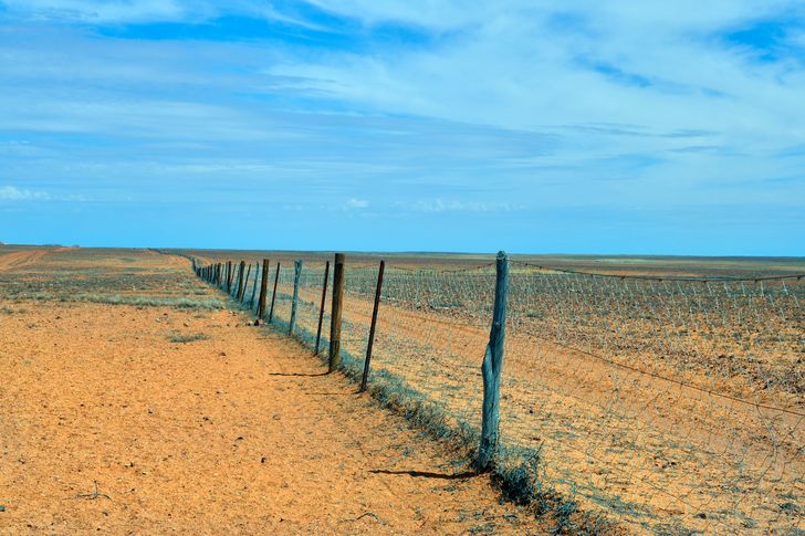 14 представителей животного мира, которые только притворяются лапочками