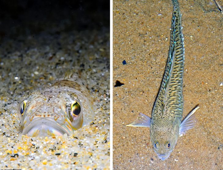 14 представителей животного мира, которые только притворяются лапочками