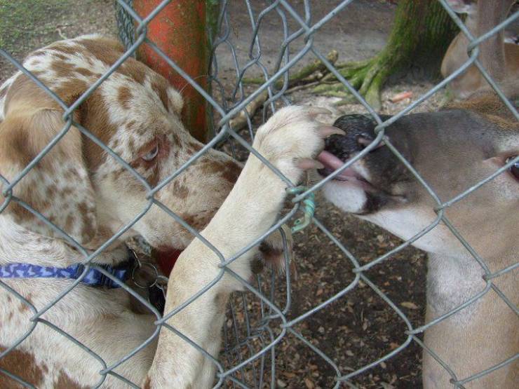 Собаки и олень