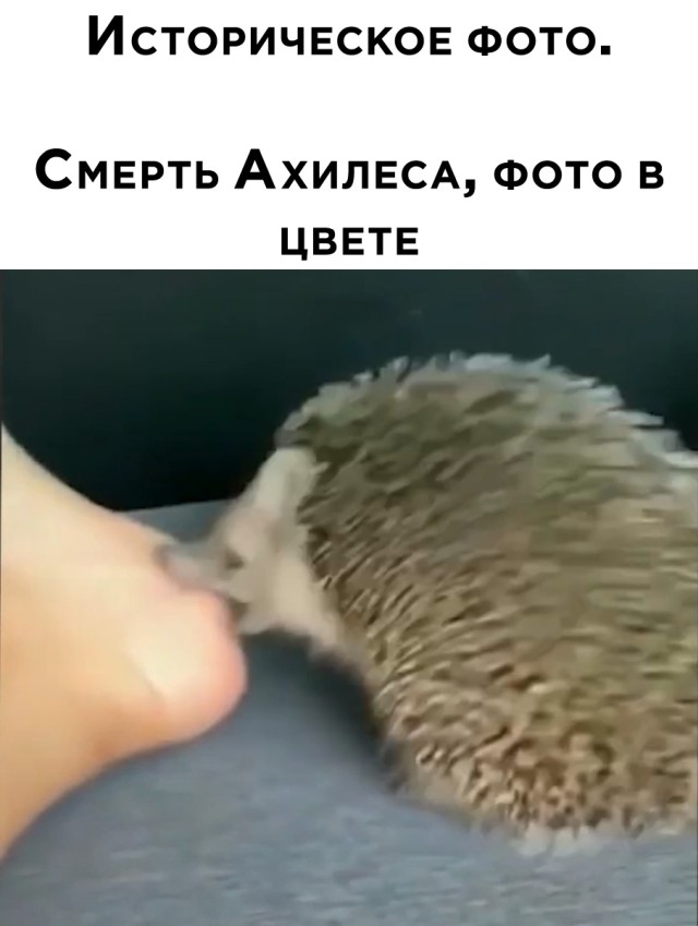 Ёжик кусает за ногу