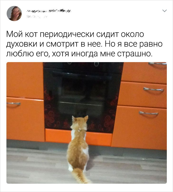 20+ владельцев котов рассказали, на какие абсурдные выходки способны эти наглые морды