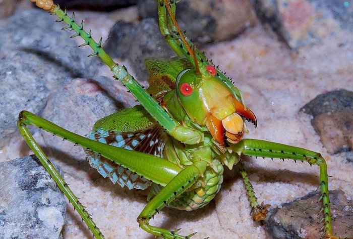 Кузнечики: Безобидный и добрый? Как бы не так! Мифы и правда о кровожадных кузнечиках