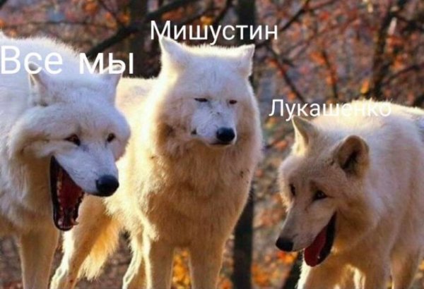 Шутки и мемы про перехваченный Белоруссией разговор Германии и Польши об Алексее Навальном